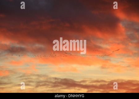 Gänse fliegen über einen feurigen Himmel bei Sonnenuntergang o der Norfolk-Küste. Stockfoto