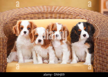 Cavalier King Charles Spaniel, Welpen, Blenheim und Tricolor, 10 Wochen Stockfoto