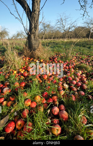 Windfall-Äpfel im alten Obstgarten an sonnigen Wintermorgen Stockfoto