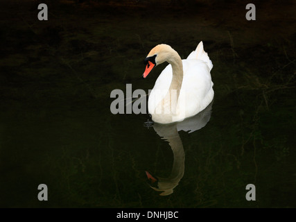 Höckerschwan auf dunklen Boden mit einem Wassertropfen ins Wasser tropfte. Stockfoto