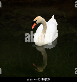 Höckerschwan auf dunklen Boden mit einem Wassertropfen ins Wasser tropfte. Stockfoto