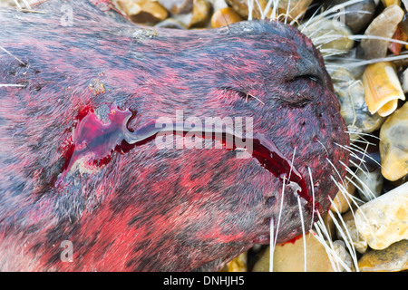 Im Anschluss an die Flutwelle ist ein toter Siegel an Heacham Strand in Norfolk, Großbritannien angespült. Stockfoto