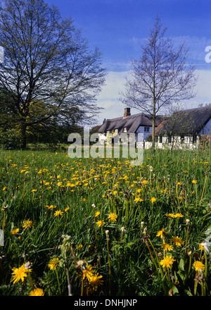 Strohgedeckten Cottages im Hilton Village, Huntingdon, Cambridge, UK Stockfoto