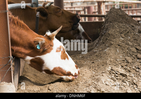 Kuh Essen Heu closeup Stockfoto