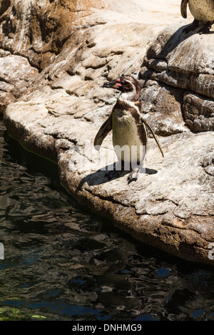 Erhöhte Ansicht der Humboldt-Pinguine (Spheniscus Humboldt) in einem Zoo, Zoo von Barcelona, Barcelona, Katalonien, Spanien Stockfoto