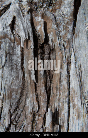 Abschnitt der alten Baum. Stockfoto