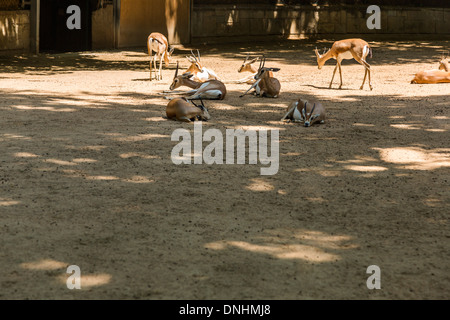 Gazellen in einem Zoo, Zoo von Barcelona, Barcelona, Katalonien, Spanien Stockfoto