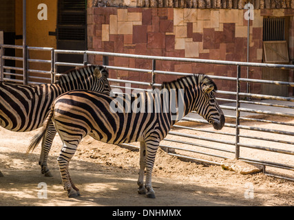 Chapmans Zebras (Equus Quagga Chapmani) in einem Zoo, Zoo von Barcelona, Barcelona, Katalonien, Spanien Stockfoto