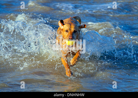 Gelber Labrador Norfolk Strand entlang laufen Stockfoto