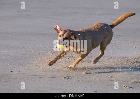 Gelber Labrador Norfolk Strand entlang laufen Stockfoto