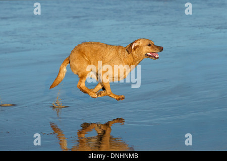 Gelber Labrador Norfolk Strand entlang laufen Stockfoto