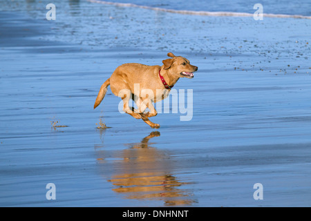 Gelber Labrador Norfolk Strand entlang laufen Stockfoto