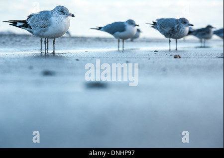 Blick auf den Sandstrand von Möwen, die an der Küste Floridas stehen (selektiver Fokus auf Vordergrundmöwen). (USA) Stockfoto