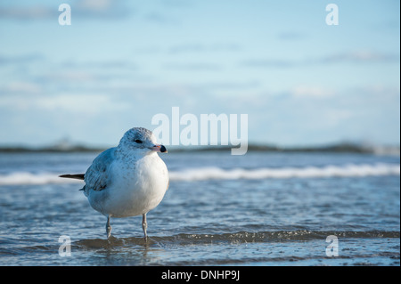 Die sonnenbeleuchtete Möwe steht im flachen Wasser, während die Wellen an Floridas Ostküste heranrollen. (USA) Stockfoto