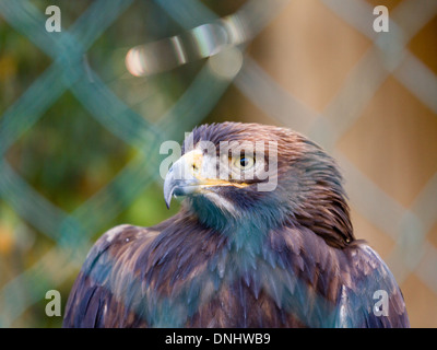 Leiter der Steinadler (Aquila Chrysaetos) hinter einem Maschendraht Zaun Stockfoto