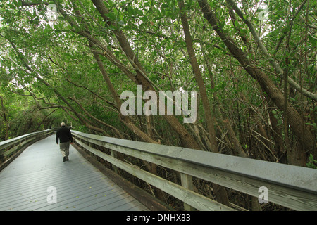 Älterer Mann zu Fuß auf Promenade durch Mangrovensumpf in Clam Pass County Park in Naples, Florida. Stockfoto