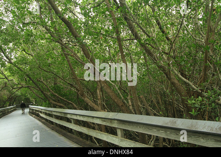 Älterer Mann zu Fuß auf Promenade durch Mangrovensumpf in Clam Pass County Park in Naples, Florida. Stockfoto