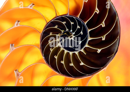 Nautilus Shell Abschnitt mit gelben und braunen Spirale auf Hintergrund. Stockfoto