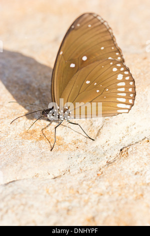 Gemeinsamen Indian Crow Schmetterlinge (Euploea Core). Stockfoto
