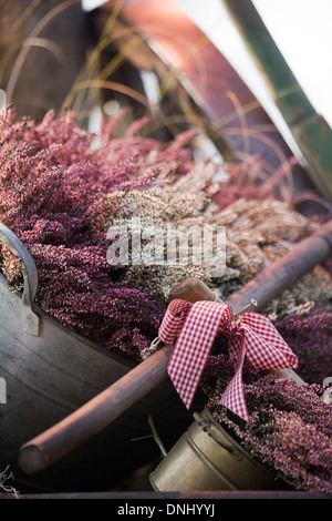 Getrockneten Lavendel und Heather in Metall-Eimer und Bögen Stockfoto