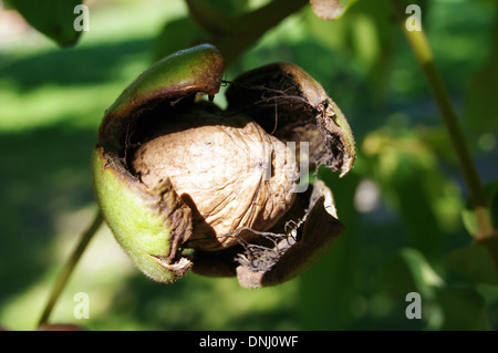 Reife Walnuss in seiner Schale Stockfoto