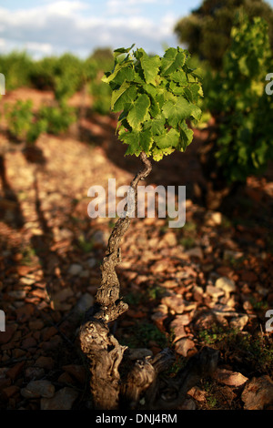 WEINBERGE IN DER GEGEND UM VINGRAU IM ROUSSILLON, (66) PYRENÄEN-ORIENTALES, LANGUEDOC-ROUSSILLON, FRANKREICH Stockfoto