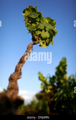 WEINBERGE IN DER GEGEND UM VINGRAU IM ROUSSILLON, (66) PYRENÄEN-ORIENTALES, LANGUEDOC-ROUSSILLON, FRANKREICH Stockfoto