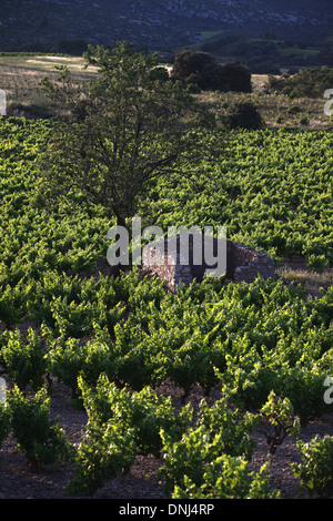 WEINBERGE IN DER GEGEND UM VINGRAU IM ROUSSILLON, (66) PYRENÄEN-ORIENTALES, LANGUEDOC-ROUSSILLON, FRANKREICH Stockfoto