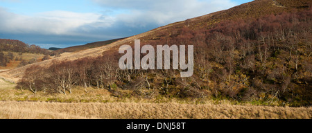 Schrubben Sie Birke Wald, in den Wintermonaten über den Fluß Fiddich in Glen Fiddich Dufftown, Moray.  SCO 9172. Stockfoto