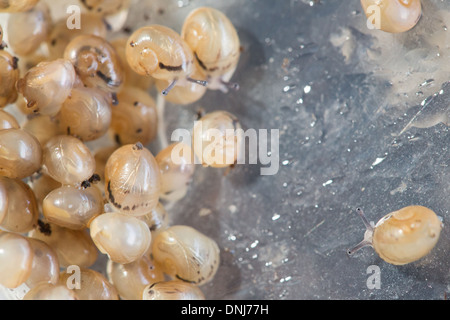 NACH DEM SCHLÜPFEN, SAMMELN DIE BABYSCHNECKEN IN DER NATUR, ZU ZERSTREUEN GROßE GRAUE SCHNECKEN (HELIX ASPERSA MAXIMA), L'ESCARGOTIERE SCHNECKE FARM, CHAUMONT, ORNE (61), FRANKREICH Stockfoto