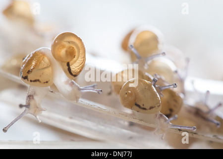 NACH DEM SCHLÜPFEN, SAMMELN DIE BABYSCHNECKEN IN DER NATUR, ZU ZERSTREUEN GROßE GRAUE SCHNECKEN (HELIX ASPERSA MAXIMA), L'ESCARGOTIERE SCHNECKE FARM, CHAUMONT, ORNE (61), FRANKREICH Stockfoto