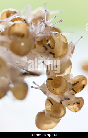 NACH DEM SCHLÜPFEN, SAMMELN DIE BABYSCHNECKEN IN DER NATUR, ZU ZERSTREUEN GROßE GRAUE SCHNECKEN (HELIX ASPERSA MAXIMA), L'ESCARGOTIERE SCHNECKE FARM, CHAUMONT, ORNE (61), FRANKREICH Stockfoto