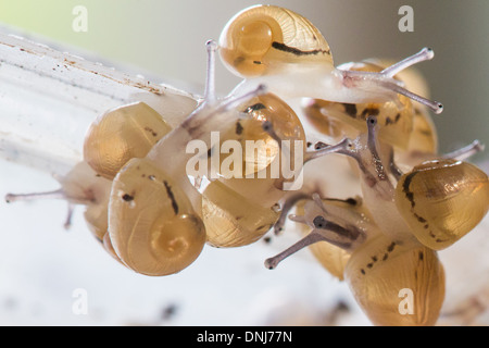 NACH DEM SCHLÜPFEN, SAMMELN DIE BABYSCHNECKEN IN DER NATUR, ZU ZERSTREUEN GROßE GRAUE SCHNECKEN (HELIX ASPERSA MAXIMA), L'ESCARGOTIERE SCHNECKE FARM, CHAUMONT, ORNE (61), FRANKREICH Stockfoto