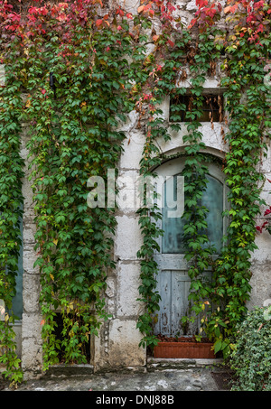 Alte Gebäude-Fassade, drapiert mit dichtem Efeu, St Paul de Vence, Provence, Frankreich Stockfoto