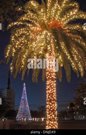 Palme mit Weihnachtsbeleuchtung an Marion Square in historischen Charleston, South Carolina. Stockfoto