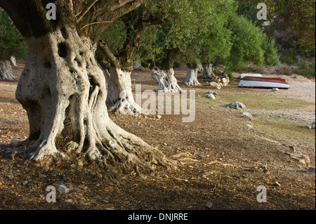 Olivenbäume wachsen auf Foki Strand in der Nähe von Fiscardo, Kefalonia, Griechenland Stockfoto