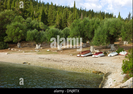 Olivenbäume und umgedrehten Boote auf Foki Beach in der Nähe von Fiskardo, Kefalonia, Griechenland Stockfoto