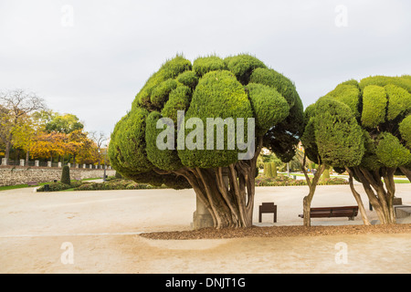 Cloud-gestutzten Büschen (Formschnitt) im Parque del Retiro, Madrid, Spanien Stockfoto