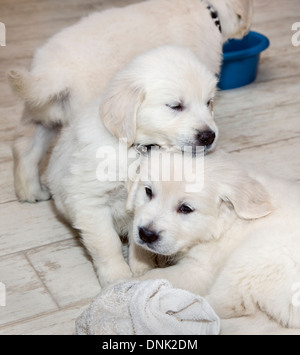 Platin farbige Golden Retriever Welpen (6 Wochen) Stockfoto