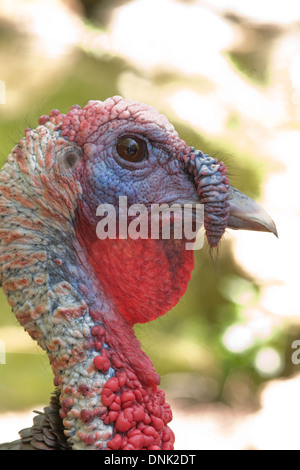 Direkt vor Kopf & Hals Profil des männlichen Türkei/Meleagris Gallopavo mit roten Caruncles, rote Flechtwerk/Wamme und blauen Snood erschossen. Stockfoto