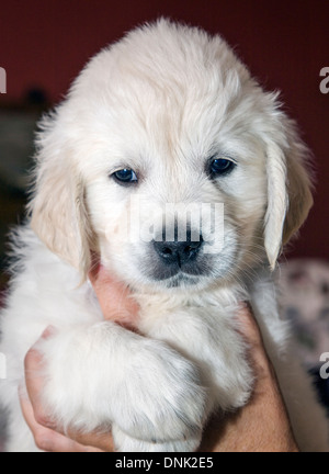 Platin farbige Golden Retriever Welpen (6 Wochen) Stockfoto