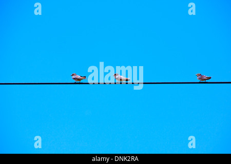 Schwalben overhead Stromkabel gehockt Stockfoto