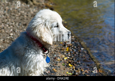 Platin farbige Golden Retriever Welpen spielen in den Arkansas River, Salida, Colorado, USA Stockfoto