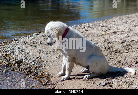 Platin farbige Golden Retriever Welpen spielen in den Arkansas River, Salida, Colorado, USA Stockfoto