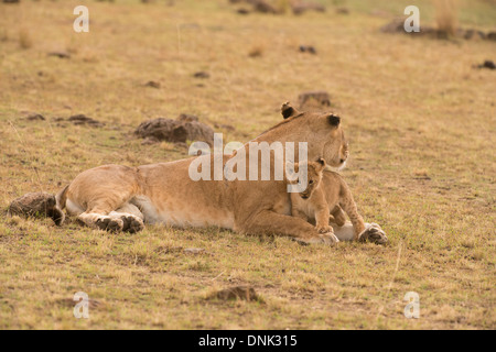 Löwin und cub Stockfoto