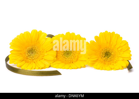 Gerbera-Blumen-schöne Gänseblümchen isoliert auf weißem Hintergrund Stockfoto