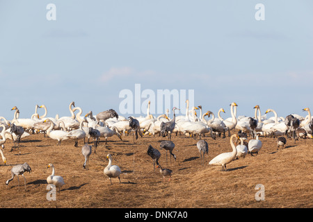 Krane und Singschwäne ruhen auf dem Feld Stockfoto