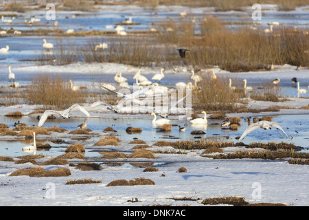 Singschwan im zeitigen Frühjahr über einen See fliegen Stockfoto