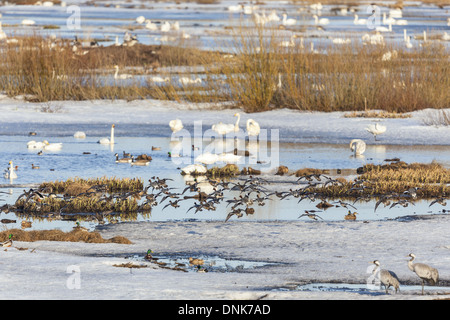 Herde der Pfeifente Vogel fliegt über einen See im Frühjahr Stockfoto