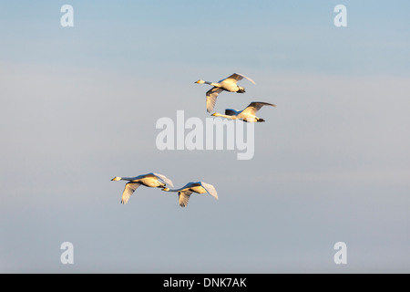 Herde der Singschwan am Himmel Stockfoto